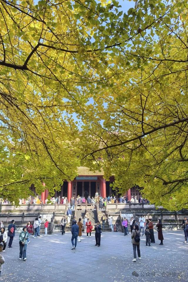 速来→崇州正上演初冬金色浪漫大片！