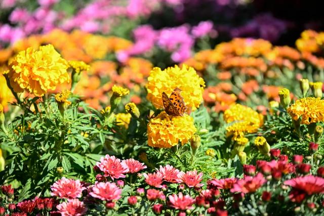 菊花展，开始！