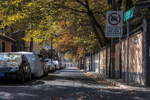 石象路银杏黄了！秋日南京必走的几条经典路线