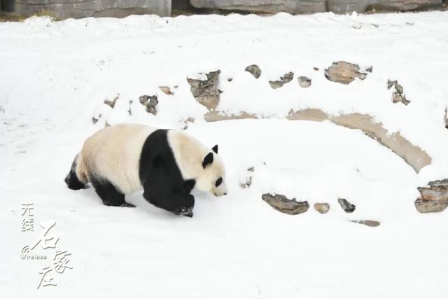 收好这份石家庄“雪景打卡地图”！走起→