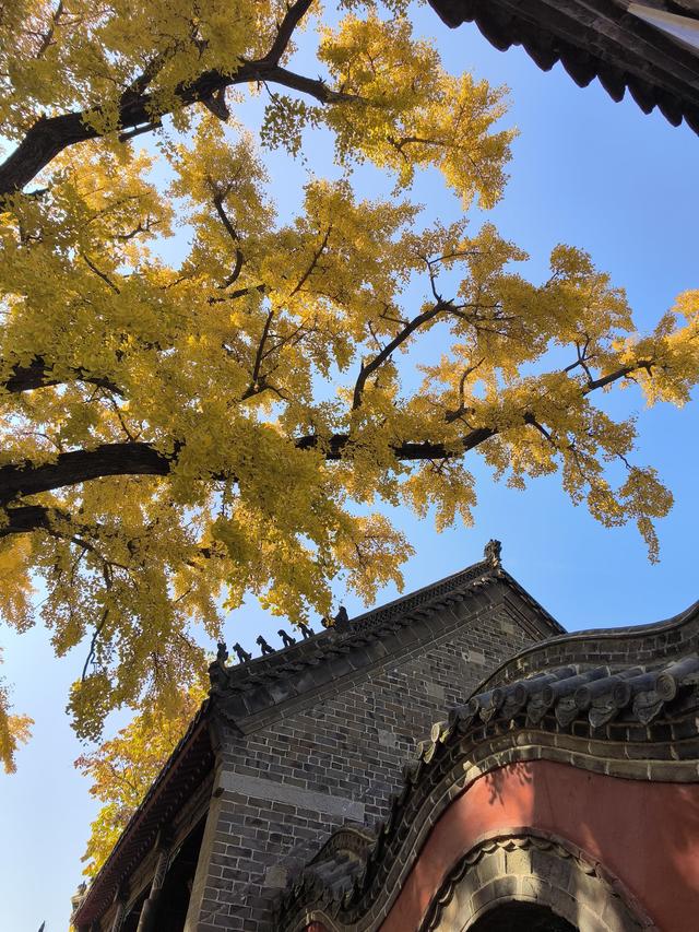 天下银杏第一树就在日照浮来山，4000年古树参天，秋天美成了画！