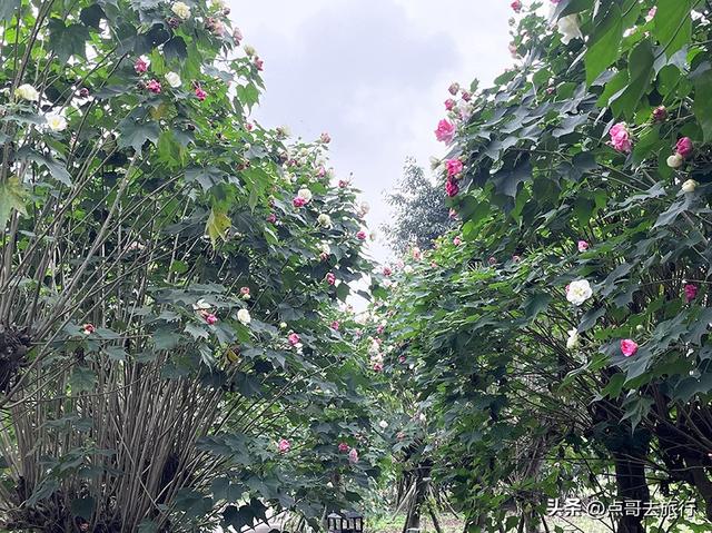 成都市区最美芙蓉花，王者风范，植物迷宫更是惊艳，不要门票！