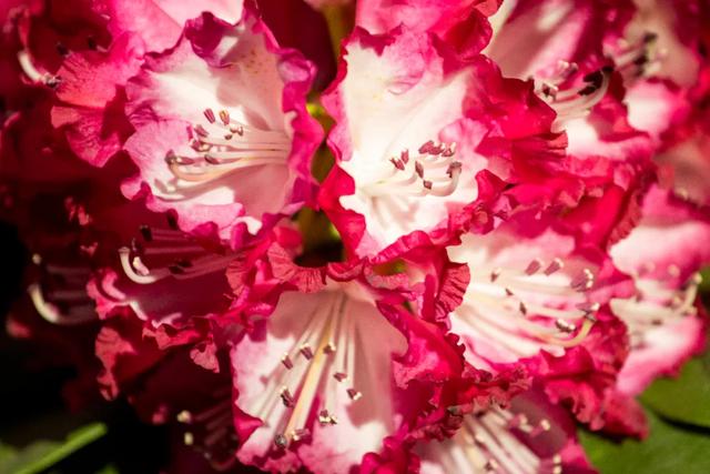 以花之名，邂逅满园春色