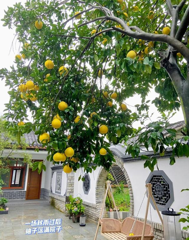 有了小院才知道，生活竟如此美好