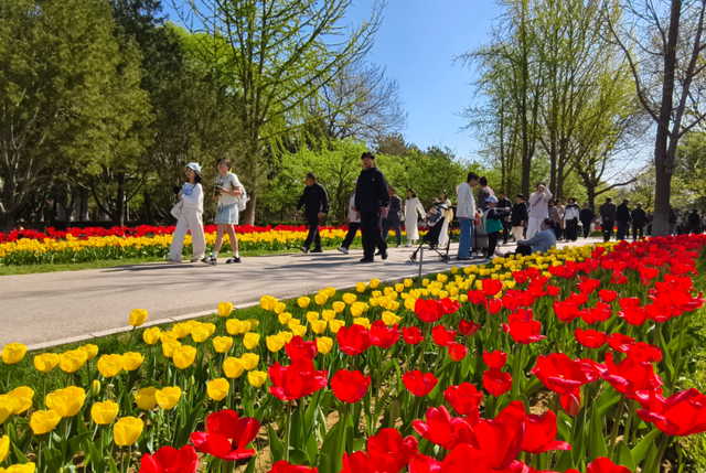 就在石家庄！30万株郁金香进入盛花期