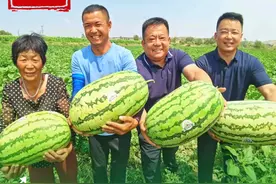 榆林优品｜靖边黄蒿界沙地西瓜熟了！图片