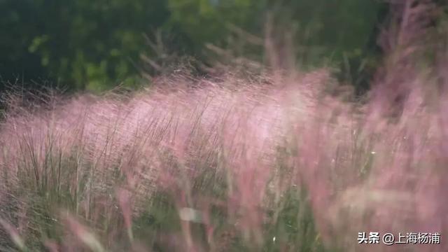 杨浦“最美秋景”上线！超多人抢着来打卡!