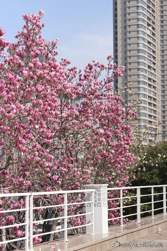 大学四年，如何玩转武汉江滩？新生必看→
