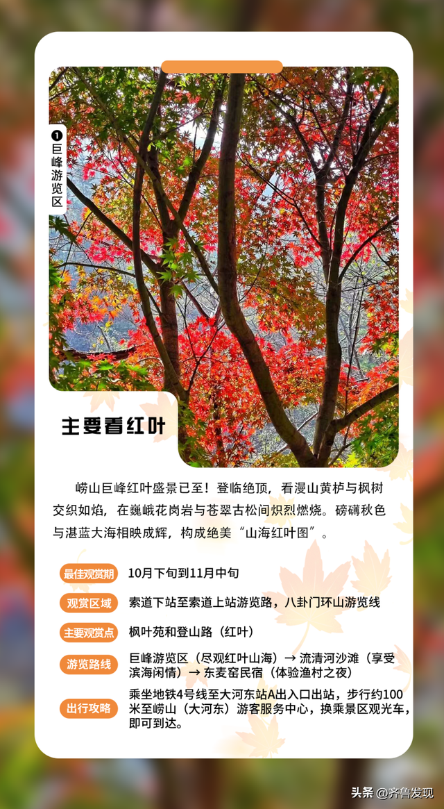 乘着地铁逛青岛丨神清宫350岁古树红了， 坐地铁去“打卡”特方便