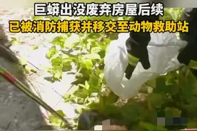 广东肇庆！广宁县废屋蟒蛇后续，“事不过三”成功捕捉一条！图片