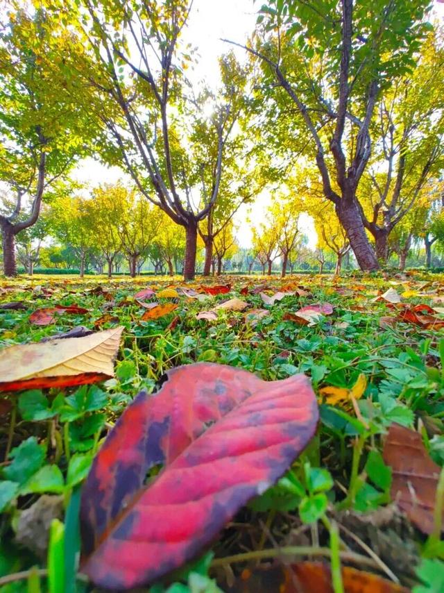 这个季节总要去趟正定，去邂逅那迷人的古建红和金秋黄！