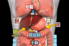 人体内脏位置图，要了解自己哪里不舒服图片