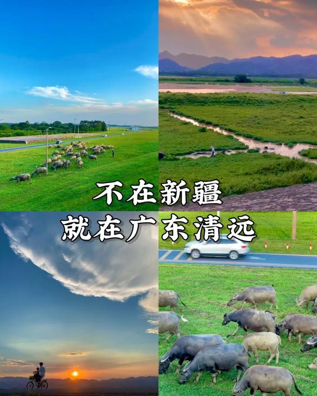 广州出发1天游,广东版的绝美“蓝眼泪”+北江千亩芦苇花盛开