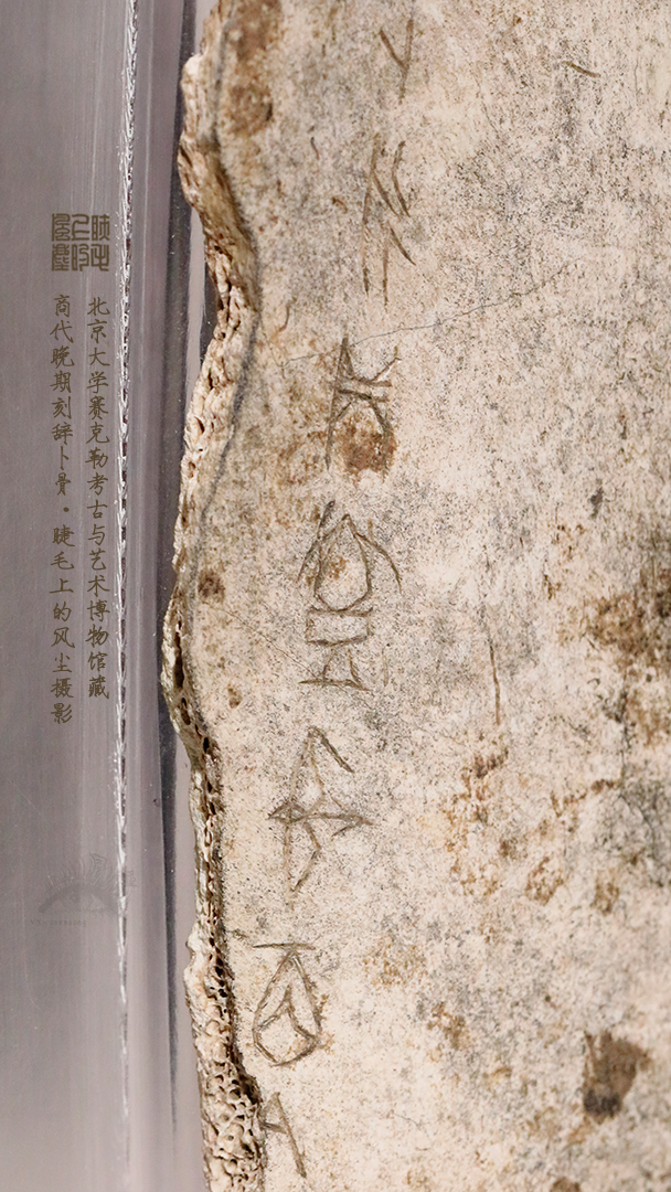 北京大学馆藏探秘：商代晚期刻辞卜骨，解锁千年占卜密码