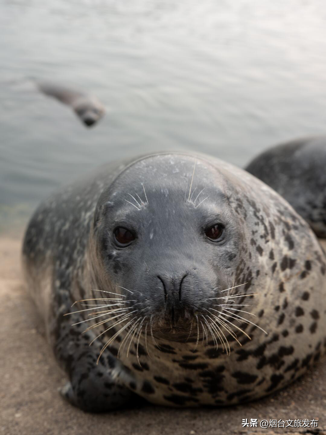 【乐游烟台】“豹豹山”？烟台已经进化成这样了