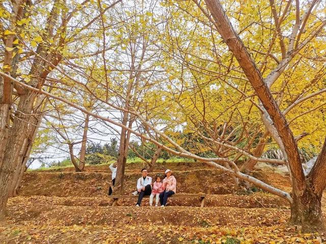 韶关坪田/九峰银杏最佳观赏期到啦！出发，拍满秋天九宫格！