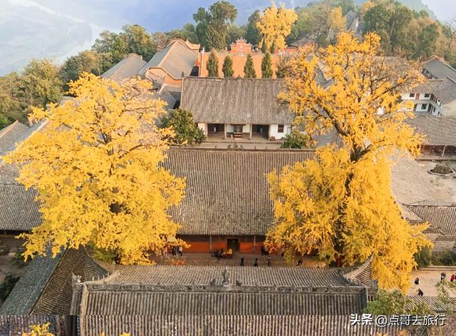 成都龙泉山有多少千年银杏，让人意外，居然有刘备亲手种的！