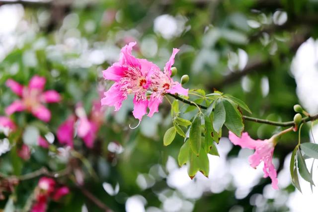 美翻了！石碣街头异木棉盛放，一树树粉花演绎都市浪漫