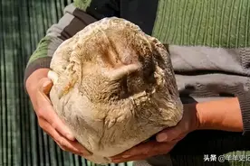 太岁究竟是什么东西？中国科学家用精密仪器，揭开太岁的神秘面纱图片