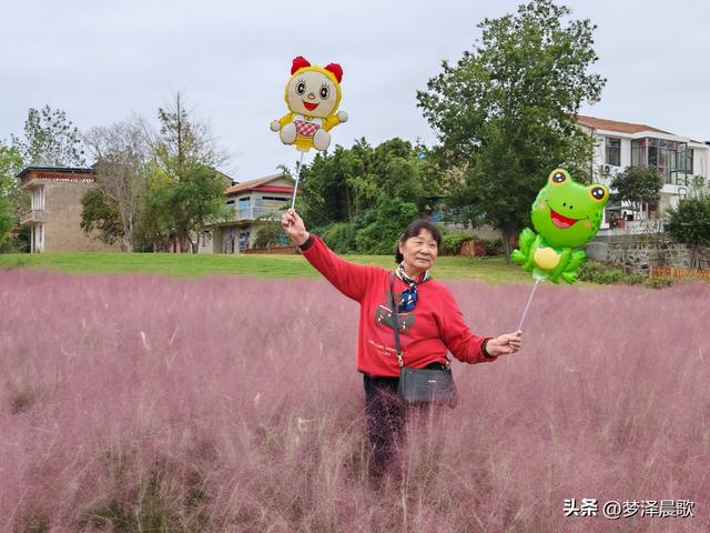 湖北：国庆节网红打卡地 云梦花开十月紫黛草韵染秋色