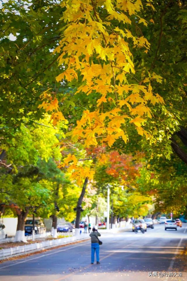 错过等一年~这个周末来这些免费打卡点，拍落叶