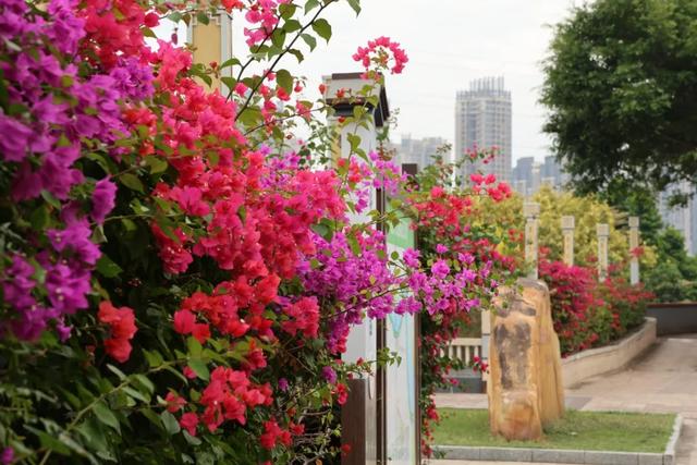 初冬“梅”好时光已至，惠城处处皆“花路”