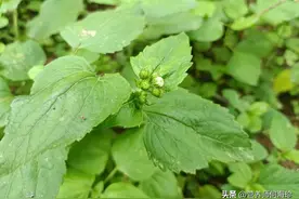 1种外来入侵植物，闻起来臭臭的，用处却很多，俗称“排石草”图片