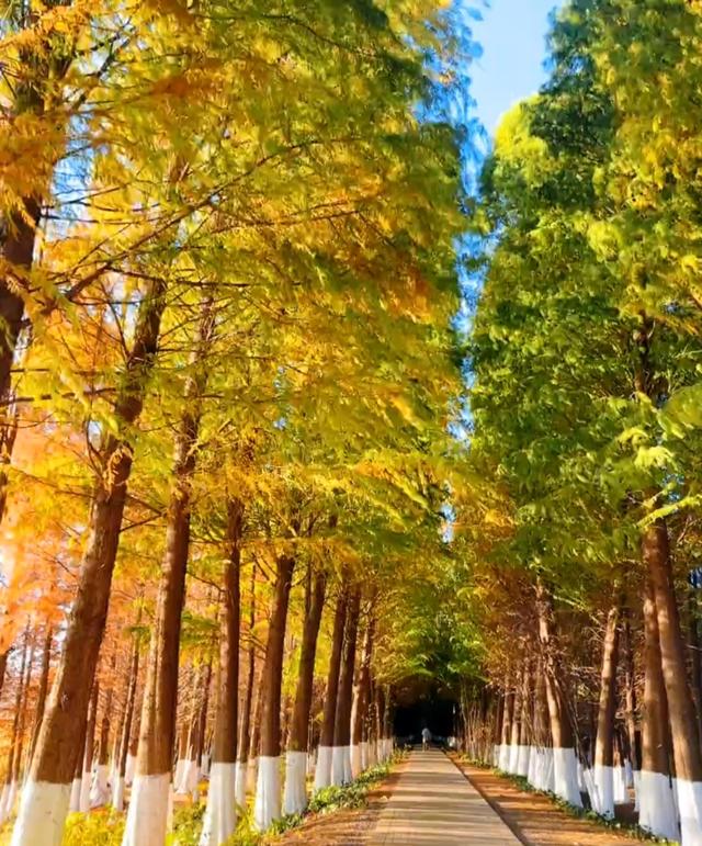 江尾村水杉林漫步