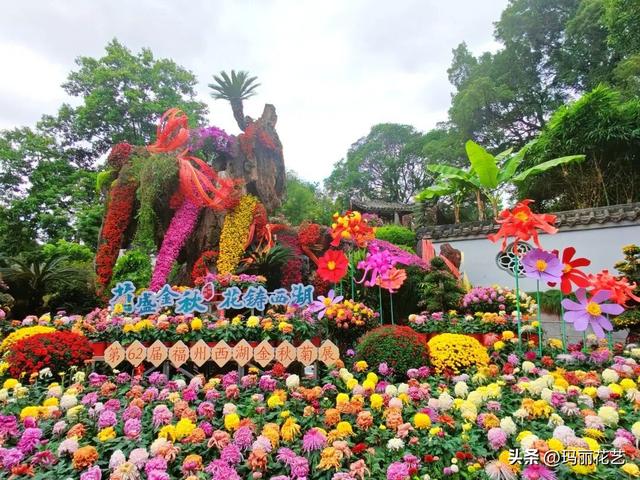 金秋赏花，醉美秋菊展，菊香满西湖
