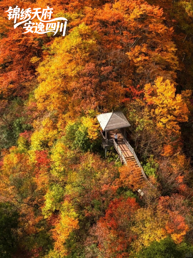 追了光雾山的红叶，这个秋天没白过！