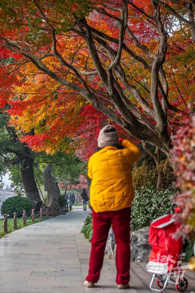 杭州最近美“枫”了，红枫和鸡爪槭还“傻傻分不清楚”？