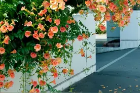 为什么在院子种过凌霄花的人，不愿意再种？网友：谁种谁后悔图片