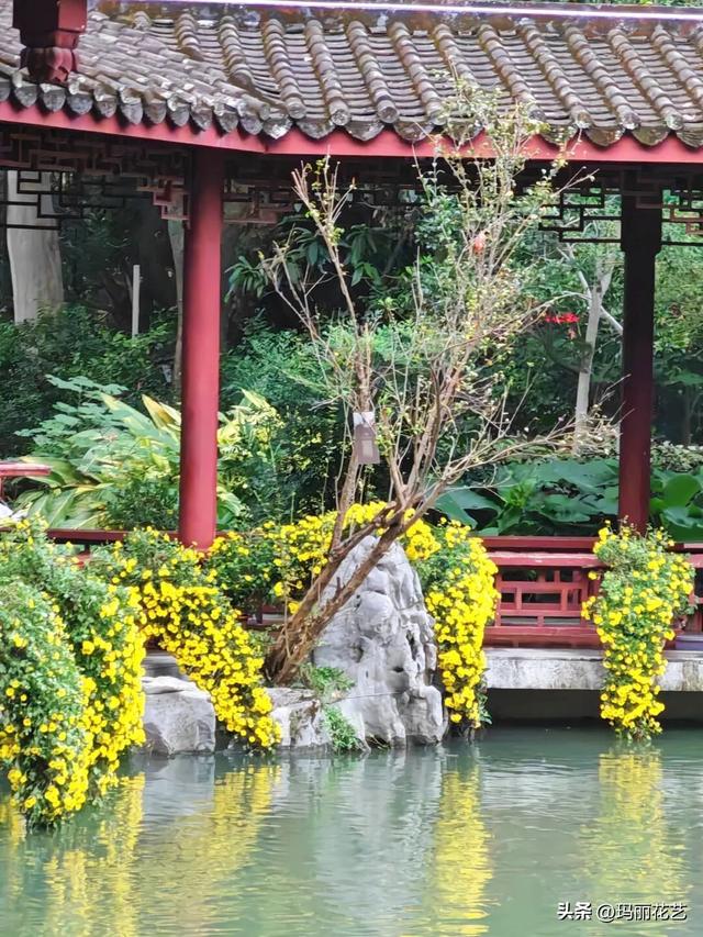 不一样的美！西湖菊展，姿态独特的悬崖菊