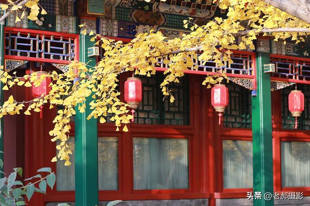 当古建红 遇上银杏黄，是深秋最动人的调色盘