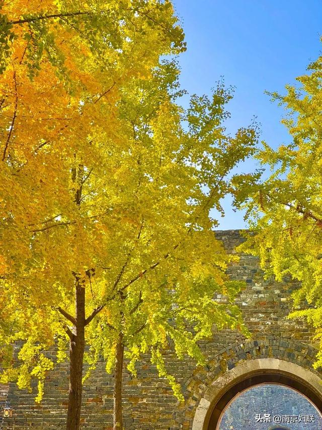 “含金量”渐满～南京的浪漫藏不住了！