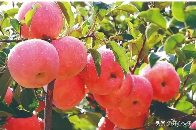 北京人去了趟丰县和沛县，直言不讳：丰县人和沛县人气质截然不同