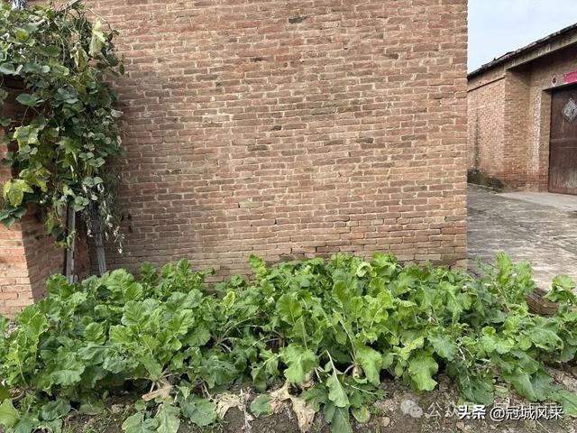 冠县乡韵·桑阿镇轧庄