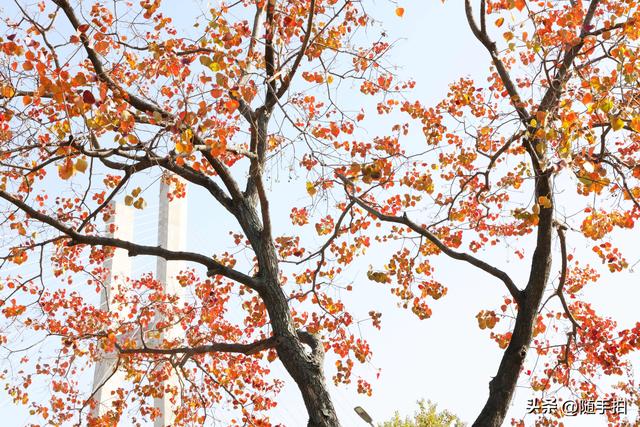 上海：闵行“小外滩”的乌桕“换妆”秋意浓错过成“遗憾”