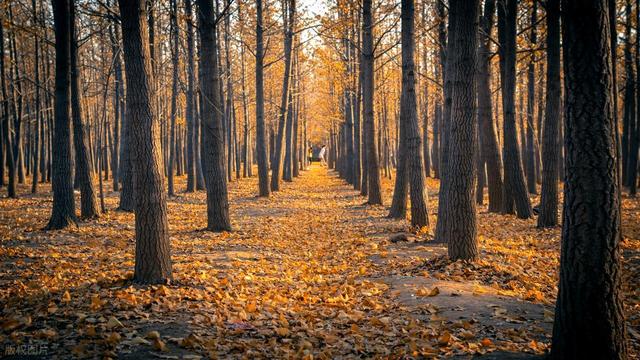 11月，去赏银杏吧！8个高颜值赏秋地，速来拍美照，挑一个就出发