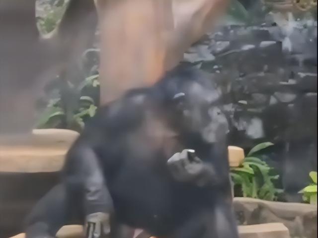 猩猩会点烟，不是“成精	”是悲剧