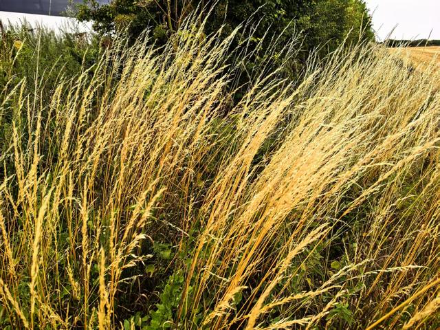 2025年夏季英国游记（完结篇）：走进英国温莎城堡