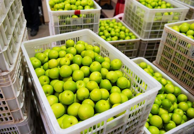 美丽中国行发现之旅：古楼村的红与甜