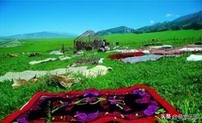 无人机飞越四千米花海，植物学家揭秘三百年杜鹃