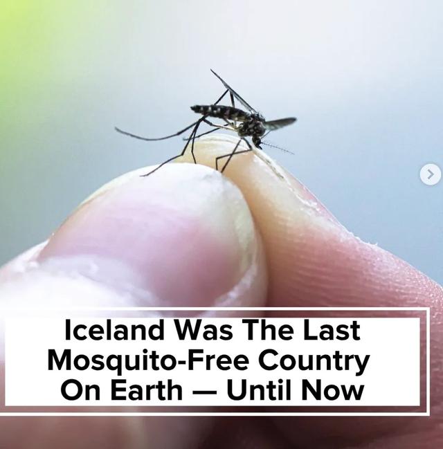 冰岛首度发现蚊子 "世界净土"沦陷了？！然而这个国家真的很美好啊