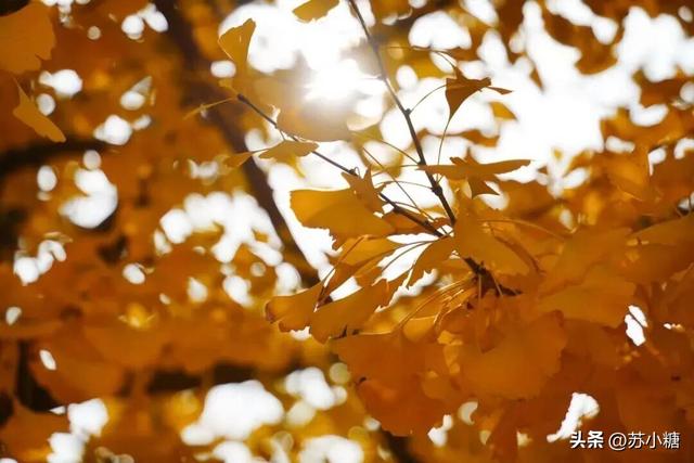 【石家庄】河北经贸大学银杏节预览，随手一拍都是壁纸