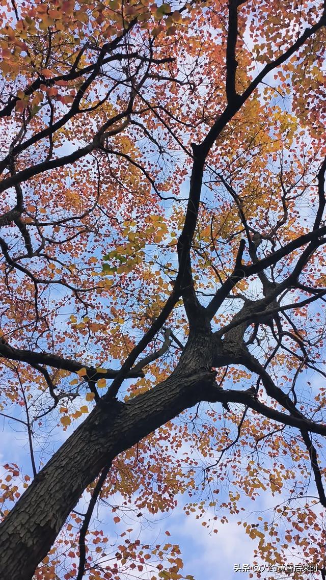 这几日的阳光很给力,银杏、乌桕、水杉相继上线。