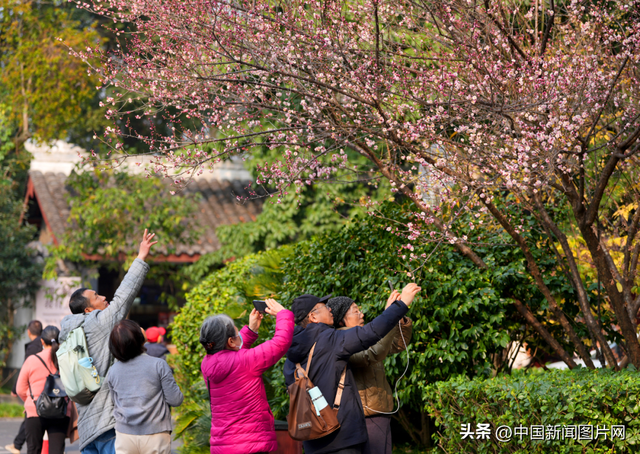 冬日“梅”景