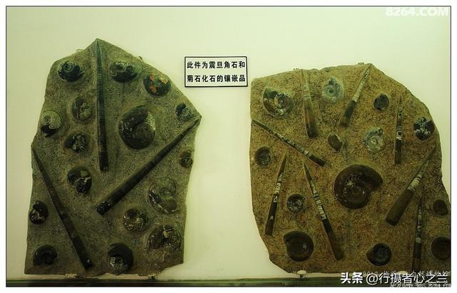 山东行游影记（35）—平邑天宇自然博物馆（十）