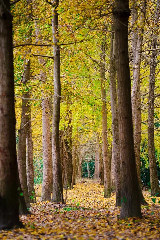 邂逅金黄,郫都初冬的银杏图鉴