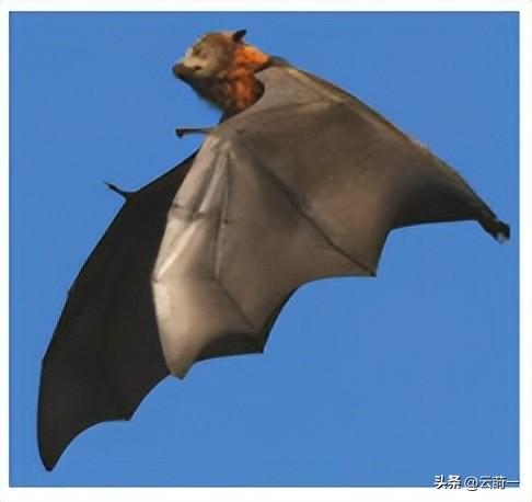 “尼帕病毒	”来势汹汹，建议：每家备好5样东西，关键时刻能救命